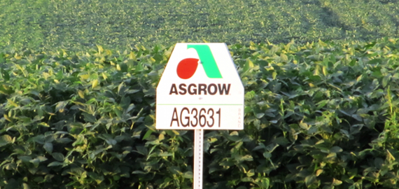 Asgrow sign w Soybeans